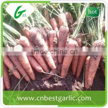 Bulk carrot seed price