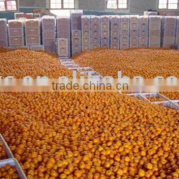 Top Nanfeng Orange