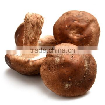 Best selling Shiitake Mushroom Extract Powder