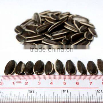 Long Shape Chinses 5009 Sunflower Seed Nut photo-2
