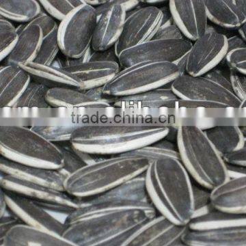 5009 24/64 Sunflower Seeds photo-6
