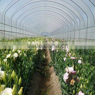 All Types of Fresh Flowers Export From China