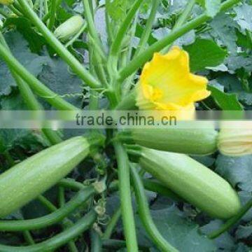 Chinese hybrid squash seeds planting seeds