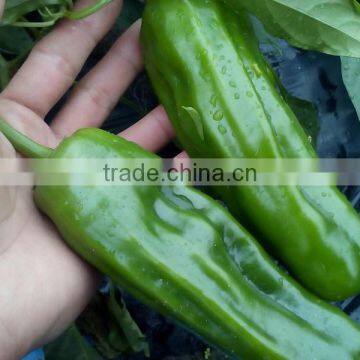 Chinese popular vegetable seeds three series hybrid varieties green pepper seeds