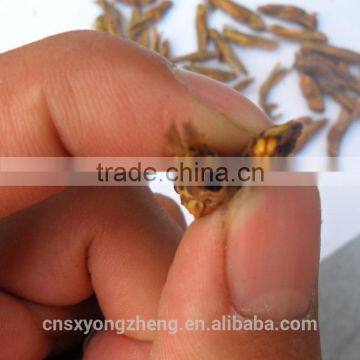 China Alibaba Member Supply Organic Food Dried Grasshoopers