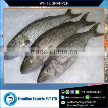 Frozen White Snapper at Best Price