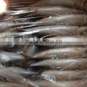 MACKEREL With Multiple Size