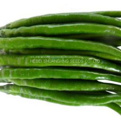 Green Thin And Long Hot Chili Pepper Seeds For Planting