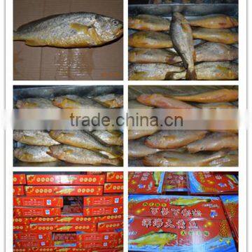 Hot sale yellow croaker gift box packaging