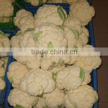 2016 fresh cauliflower (China)