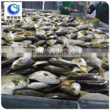 Best Selling Products Wholesale Frozen Fish Golden Pompano Pomfret