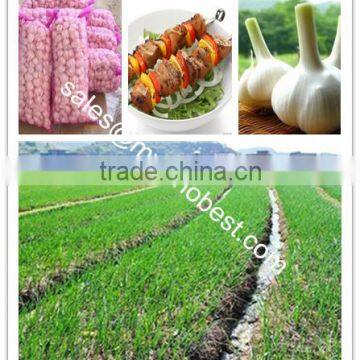 2016 Fresh Garlic,normal White Garlic, Pure White Garlic photo-2