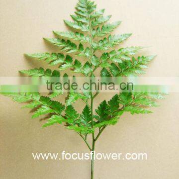 Alibaba Leatherleaf Fern Global Distribution Fresh Leather Leaves Fern