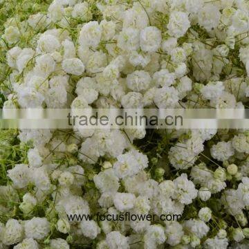 China Flowers Gypsophila Wedding From General Merchant High Quality Babysbreath Flower