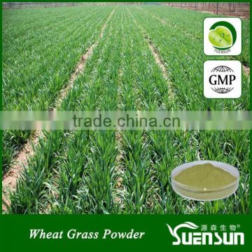 Health Care Green Food Wheat Grass Powder wheat grass juice powder