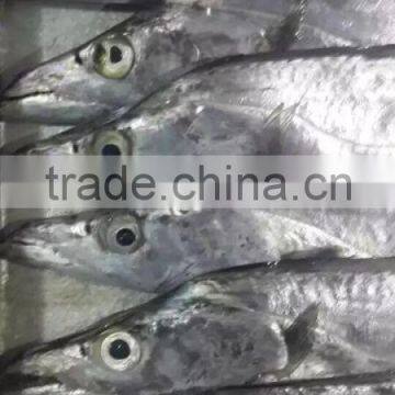 Largehead Hairtail photo-3