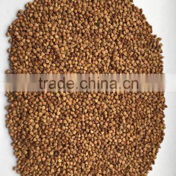 Common Roasted Buckwheat