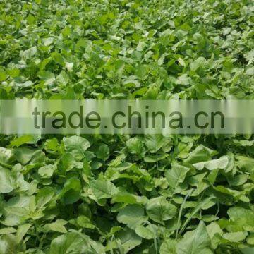 Green Radish photo-4