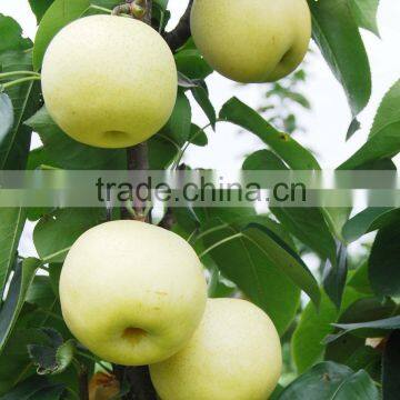 Chinese Golden Pear 9kg 18kg Carton photo-2