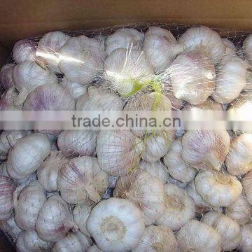 Shandong natural garlic