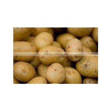 2012 NEW Yellow Sweet fresh holland Potato