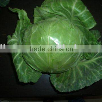 fresh green round cabbage