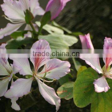Bauhinia Variegata photo-6