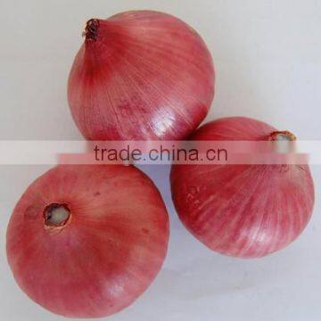 Export Fresh Red Onion with Low Price & Premium Quality