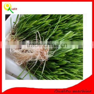 Wheat Seed Sprout Growing Machine / Barley Grass Growing Machine / Bean Grass Making Machine