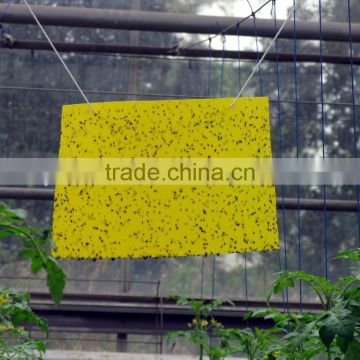 yellow sticky insect trap