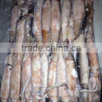 Frozen Whole Round Squid Todarodes Pacificus photo-4