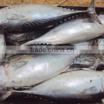 Frozen Whole Round Bonito Tuna photo-6