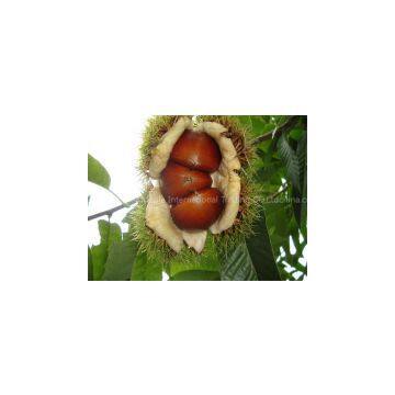 Chestnut,sweet Chestnut,qianxi Chestnut photo-2