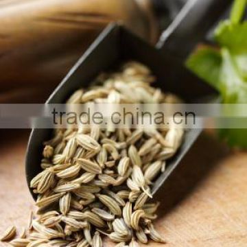 Highest Quality Organic Fennel Seeds Export