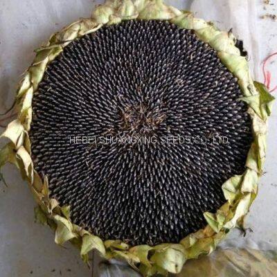 Raw Natural Chinese Black Sunflower Seeds for Planting photo-4
