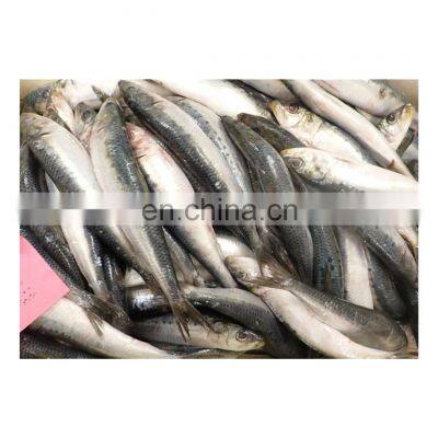 New offer frozen sardine fish for tuna bait