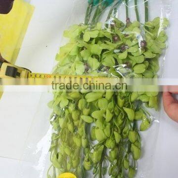 Alibaba china useful dendrobium orchids women's day