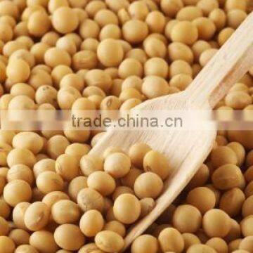 Soybean