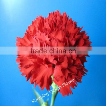 Red color Carnation flowers