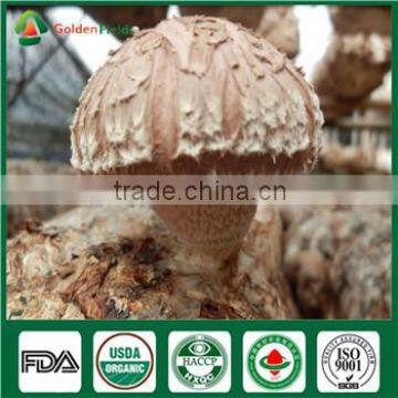 Organic Shiitake Fungus Whole Part Cap Stem Edibal Mushroom Lentinula Edodes photo-2
