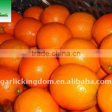 Big Navel Orange