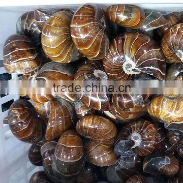 top quality natural conch fat ammonite nautilus fossil stone for decoration