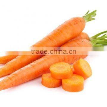 China fresh carrot for sale