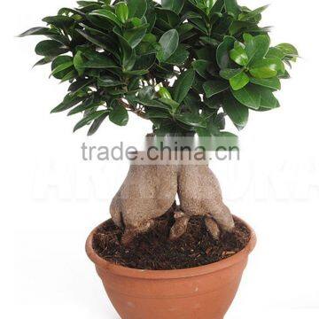 Indoor DEC ficus ginseng plants