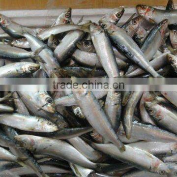 Frozen Sardinella for Bait