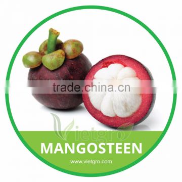 HIGH QUALITY FRESH PURPLE MANGOSTEEN