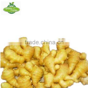 Fresh Yellow Mature Ginger