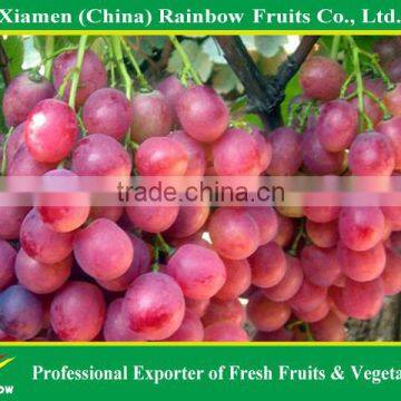Red Globe Grapes Price Yunnan Red Globe Grape Sweet Fresh Good Taste photo-5