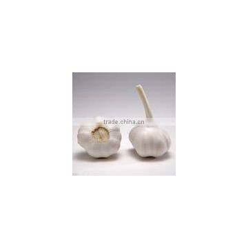Hot Sale Fresh Chinese Normal White Garlic With Ctn photo-2