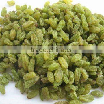 High Quality Green Raisin From China